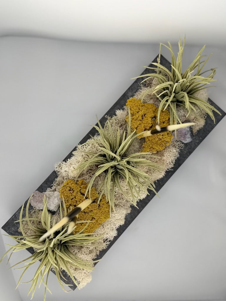 Succulent Small