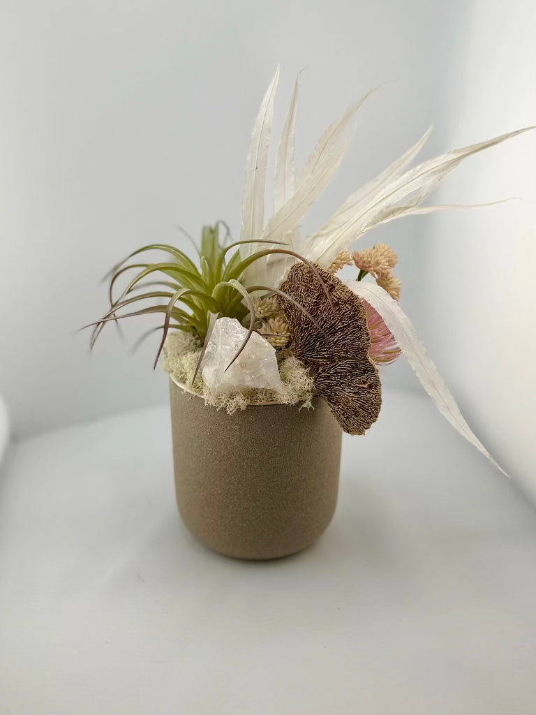 Small Succulent
