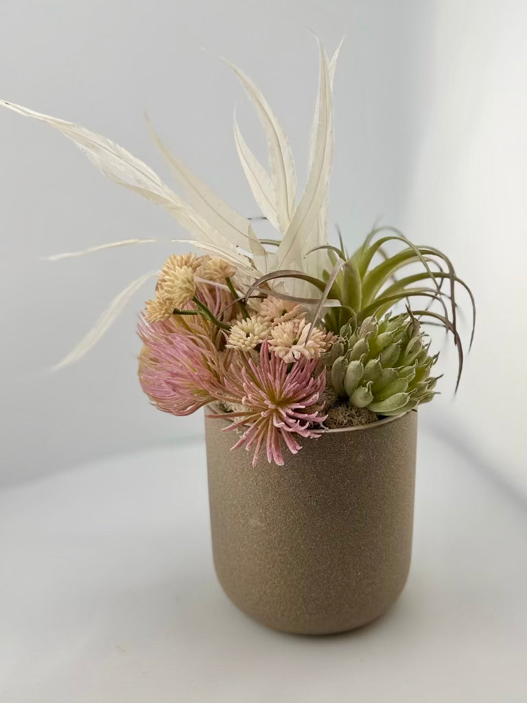 Small Succulent