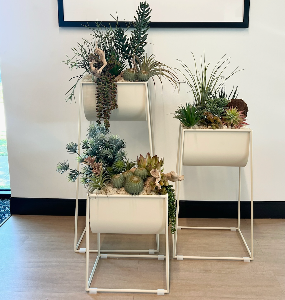 Custom Succulent Arrangements